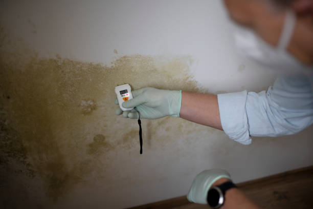 Best Toxic Mold Removal  in Bowmanstown, PA