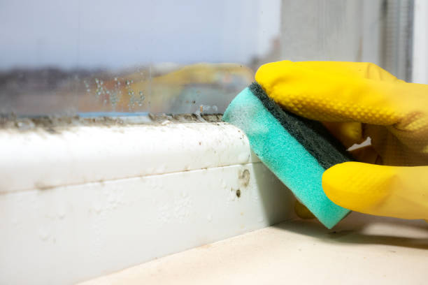 Crawl Space Mold Removal in Bowmanstown, PA