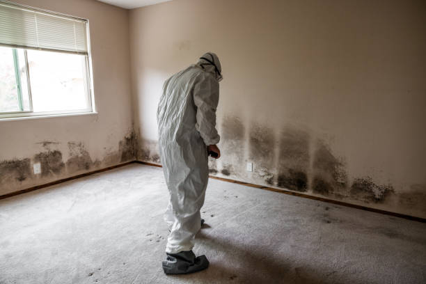 Attic Mold Removal in Bowmanstown, PA