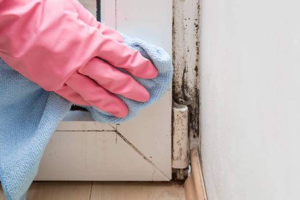 Best Crawl Space Mold Removal  in Bowmanstown, PA