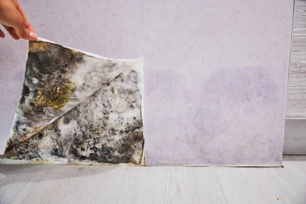 Best Local Mold Removal Service  in Bowmanstown, PA